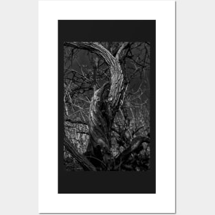 Twisted Tree Trunk Posters and Art